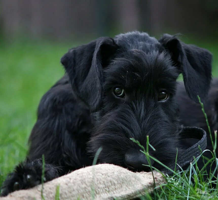 Пин на доске Х Riesenschnauzer (Giant Schnauzer)