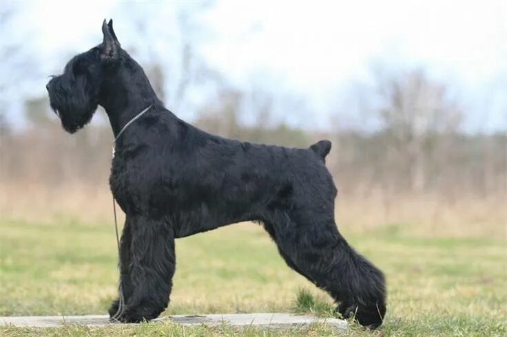 Порода собак ризеншнауцер фото Pin by Avrtatiana on Dogs ❤ Giant schnauzer, German dog breeds, Best guard dogs