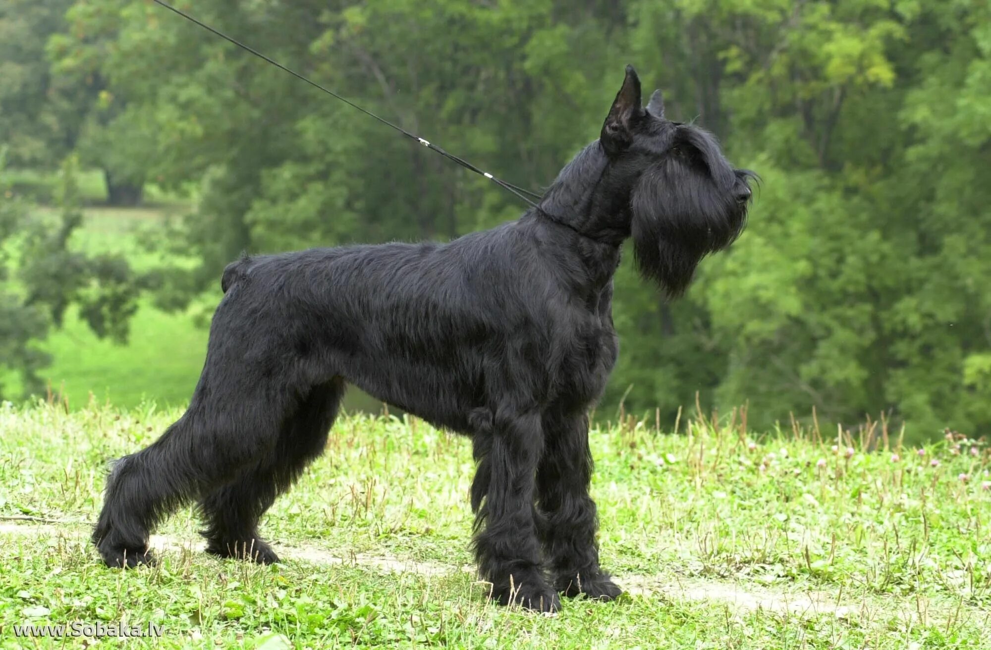 Порода собак ризеншнауцер фото Пин на доске Х Riesenschnauzer (Giant Schnauzer)