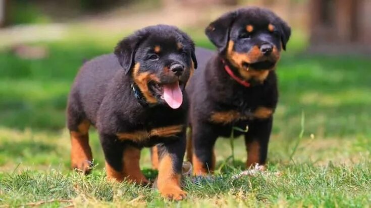 Порода собак ротвейлер фото Rottweiler Puppies for Sale - Central Park Puppies Rottweiler puppies for sale, 