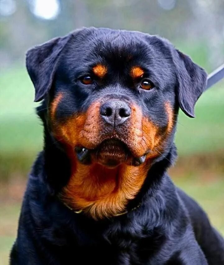 Порода собак ротвейлер фото Pin on God Rottweiler lovers, Rottweiler breed, Rottweiler love