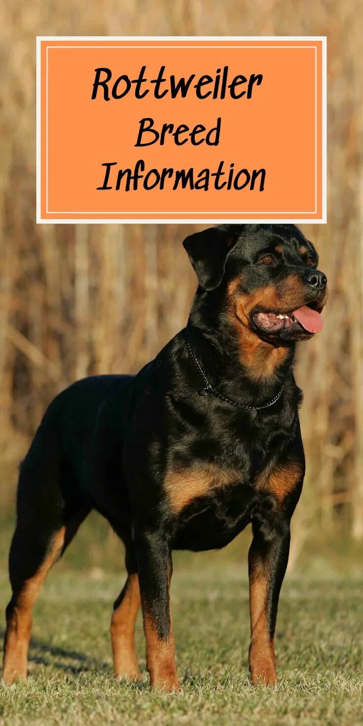 Порода собак ротвейлер фото Rottweiler Breed Information Our Deer Rottweiler breed, Rottweiler, German rottw