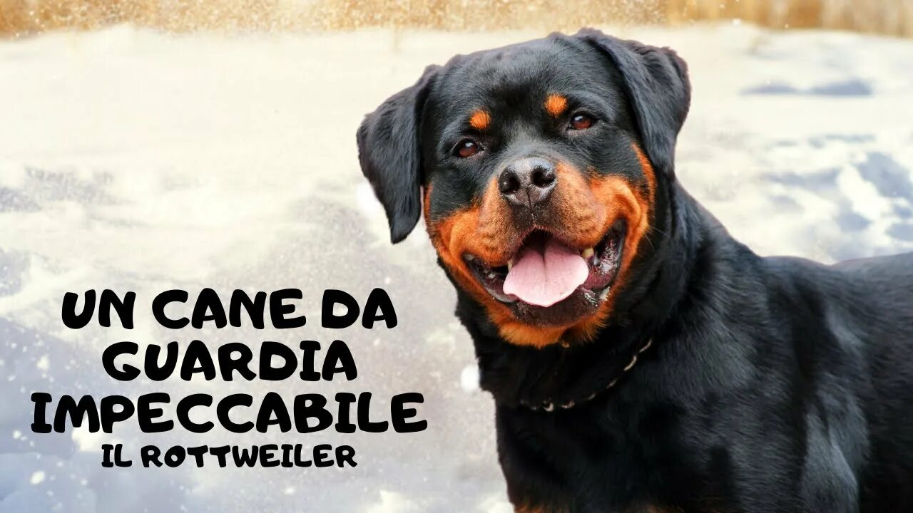 Порода собак ротвейлер фото Conosci il Rottweiler - YouTube