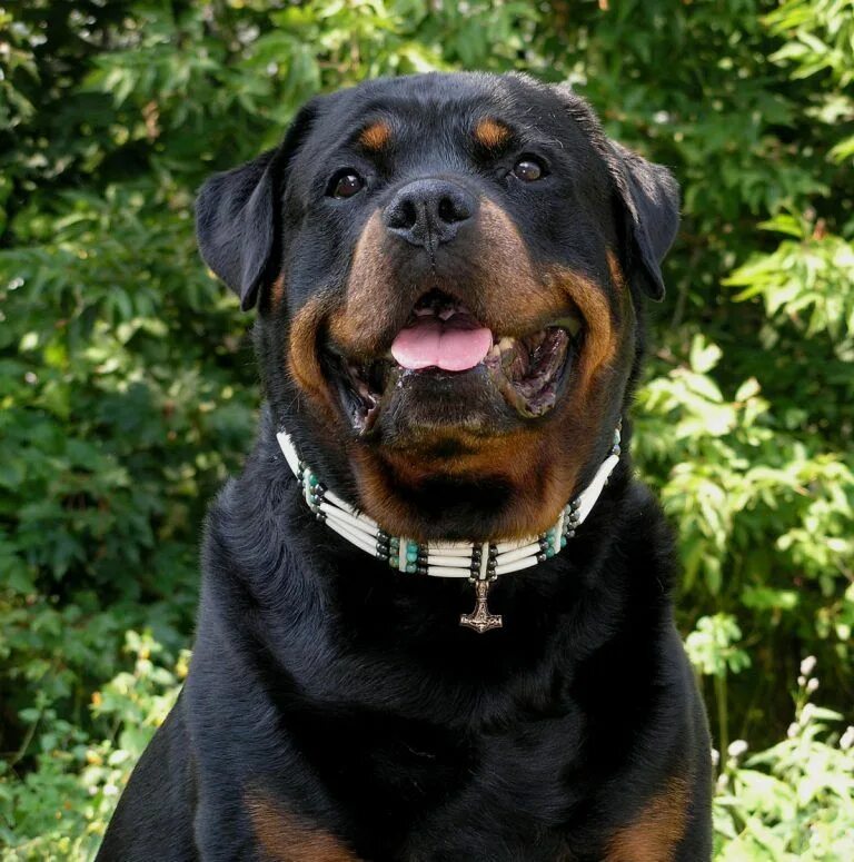 Порода собак ротвейлер фото Rottweiler: carattere, salute, cuccioli e allevamento Rottweiler, Cuccioli di ro