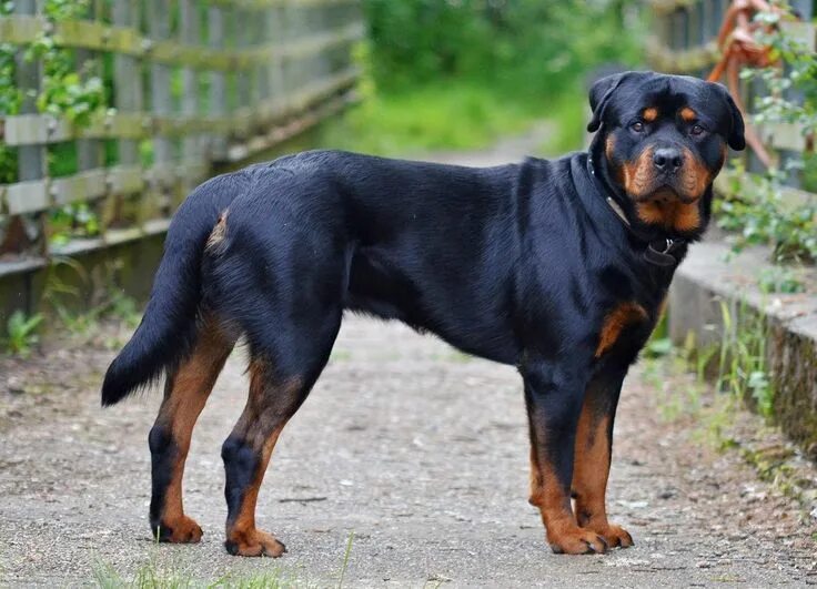 Порода собак ротвейлер фото #3 Rottweiler Dog breeds, Rottweiler dog, Best guard dogs