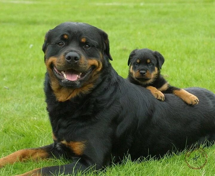 Порода собак ротвейлер фото Miss my baby Rottweiler puppies, Dogs, Puppies