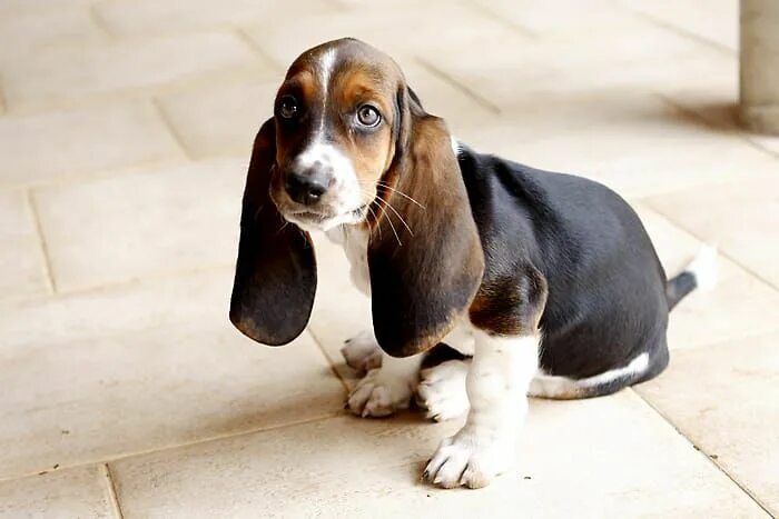 Порода собак с большими ушами фото Basset Hound Basset puppies, Hound puppies, Basset hound puppy