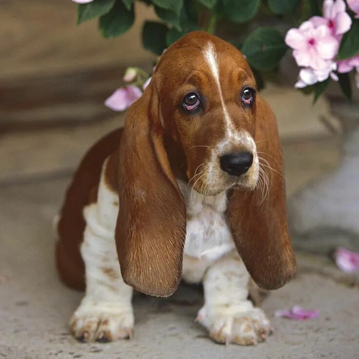 Порода собак с большими ушами фото basset hound Basset hound dog, Hound puppies, Miniature basset hound