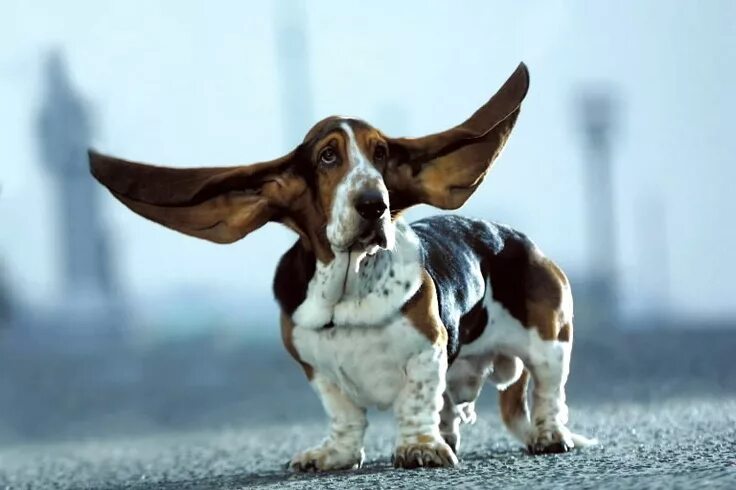 Порода собак с большими ушами фото Mr. Jeffries - Longest ears Dog pictures, Basset hound, Dog breeds