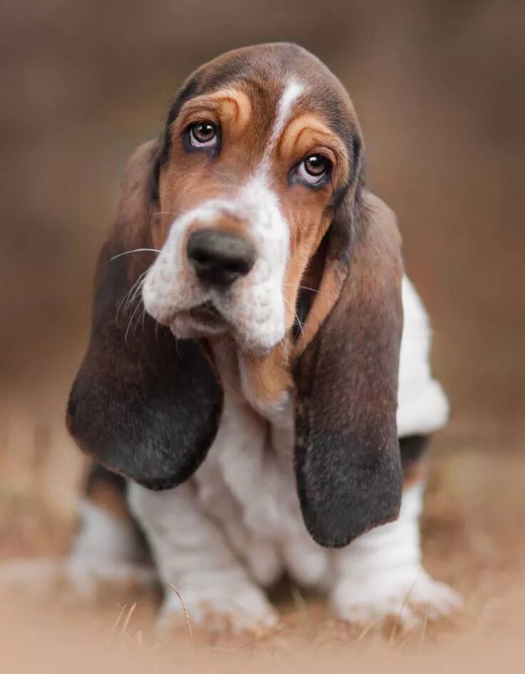 Порода собак с большими ушами фото Basset Hound Puppy Dog Photography Hound puppies, Basset hound puppy, Hound dog