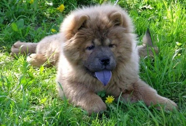 Chow Chow Dog Breed, Description, Temperament, & Facts Britannica