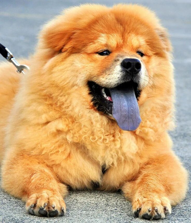 Порода собак с синим языком название фото Edger the Chow Chow Chow chow, Dogs, Animals