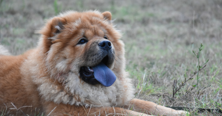 Порода собак с синим языком название фото Why Do Some Dogs Have Purple Tongues? Dogs, Dog breeds, Service dogs