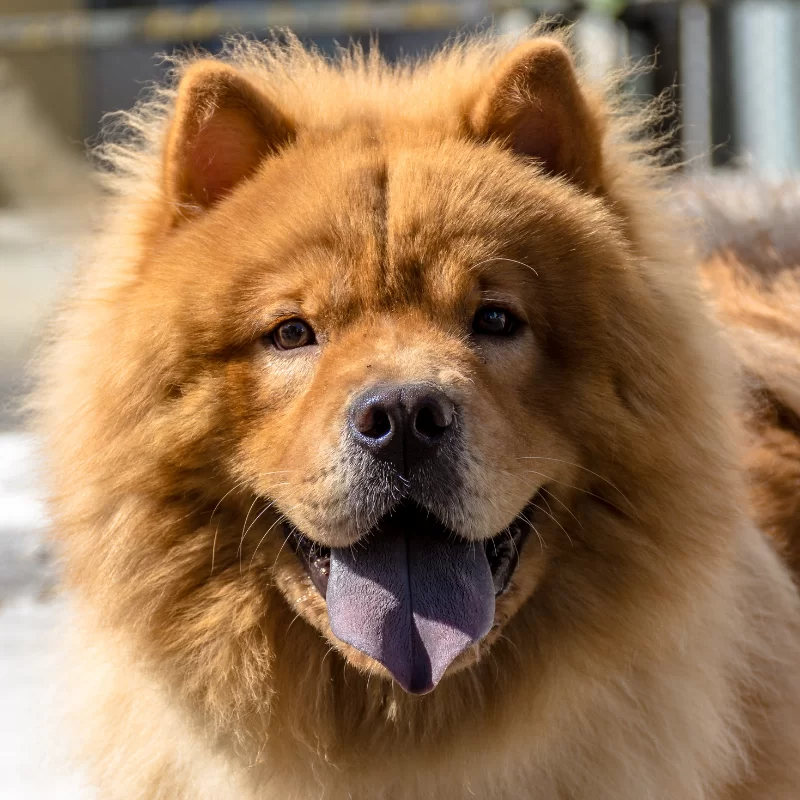 Порода собак с синим языком название фото LEARN - History of the Chow Chow dog breed - Dog Friendly Scene Chow dog breed, 