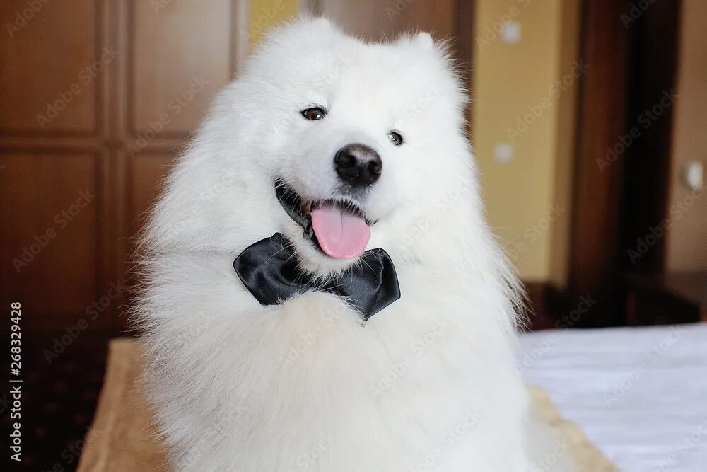 Порода собак самоед фото white Samoyed dog in black bow tie on the background of the room фотография Stoc