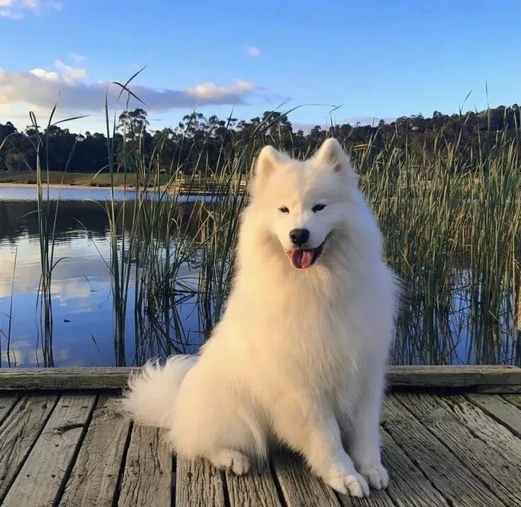 Порода собак самоед фото Pin su Cachorros Cani samoiedo, Samoiedo, Cani e cuccioli