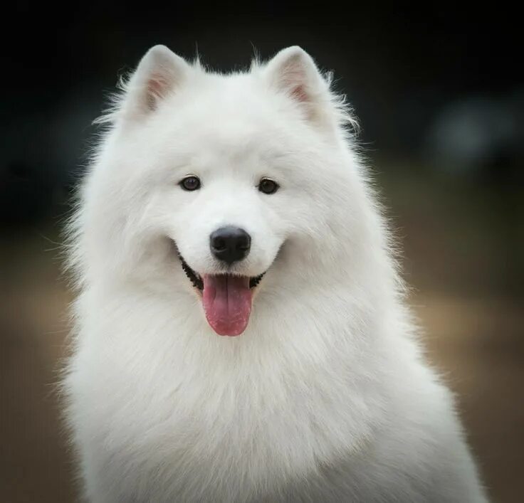 Порода собак самоед фото samoyed Samoyed dogs, Samoyed, Cute dogs