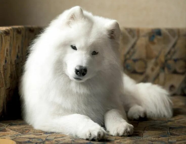 Порода собак самоед фото Самоед - 82 фото древнейшей ездовой породы собак народов Севера Samoyed dogs, Sa