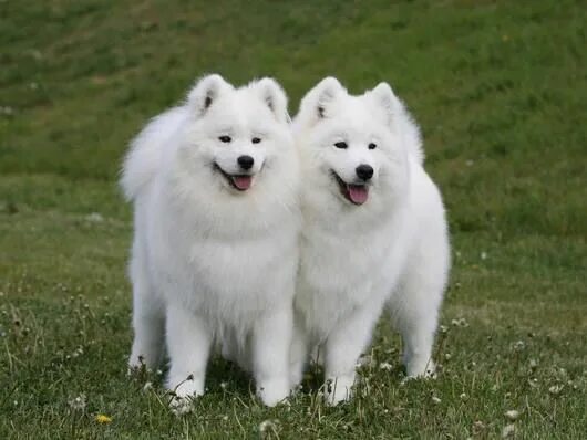 Порода собак самоед фото Love this Breed ❤ they have the biggest hearts Samoyed dogs, Cute dogs, Dogs