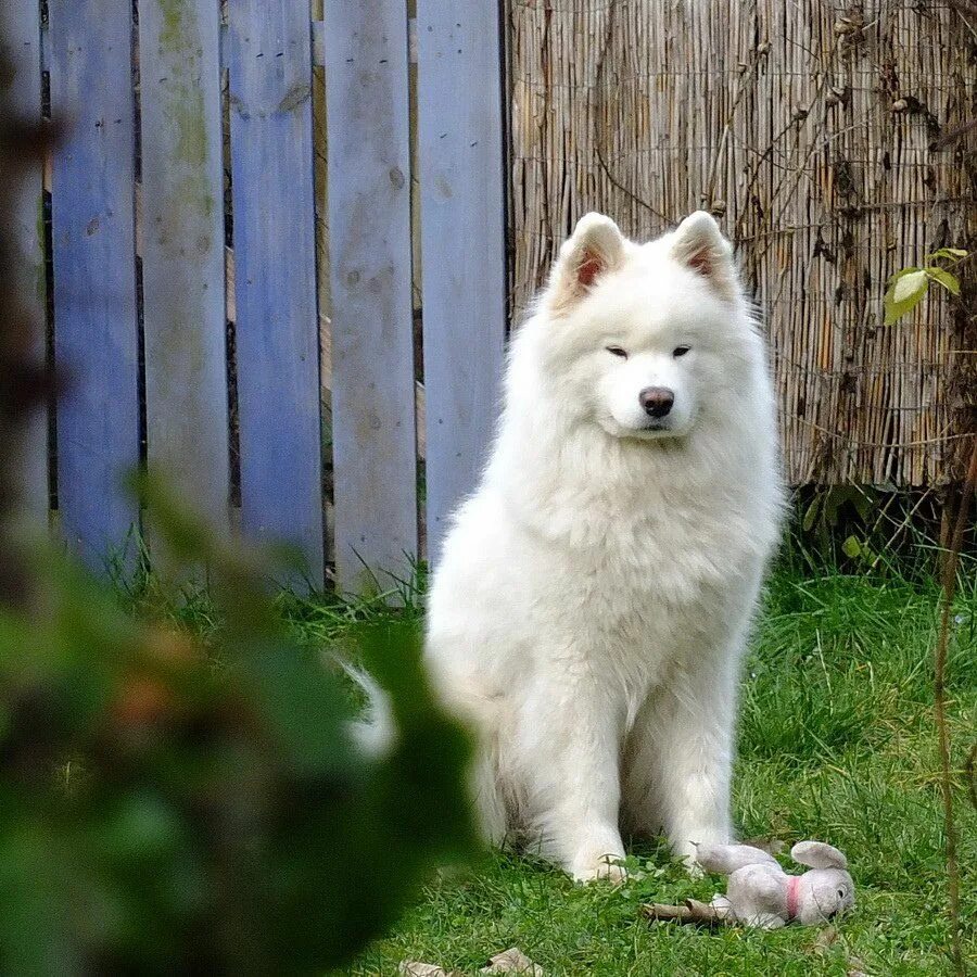 Порода собак самоед фото цена 14 Pictures Of Samoyed Dogs That Can Cheer You Up PetPress Samoyed dogs, Samoyed