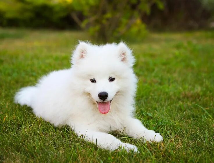 Порода собак самоед фото цена Samoyedo Samoyed dogs, Cute dogs, Samoyed puppy