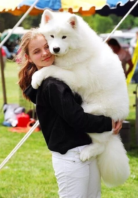 Порода собак самоед фото цена Самоедская собака (самоед). Фото Perros, Perro samoyedo, Perros cachorros