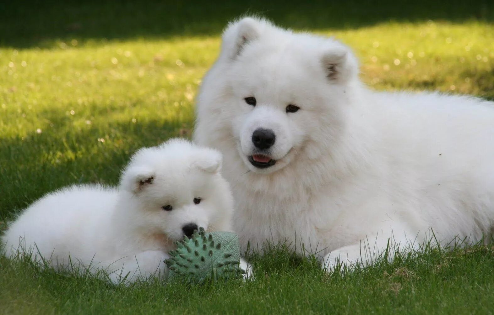 Порода собак самоед цена щенка фото Samoyed Puppies 2 - ADogBreeds.com Большие пушистые собаки, Пушистые собаки, Сам