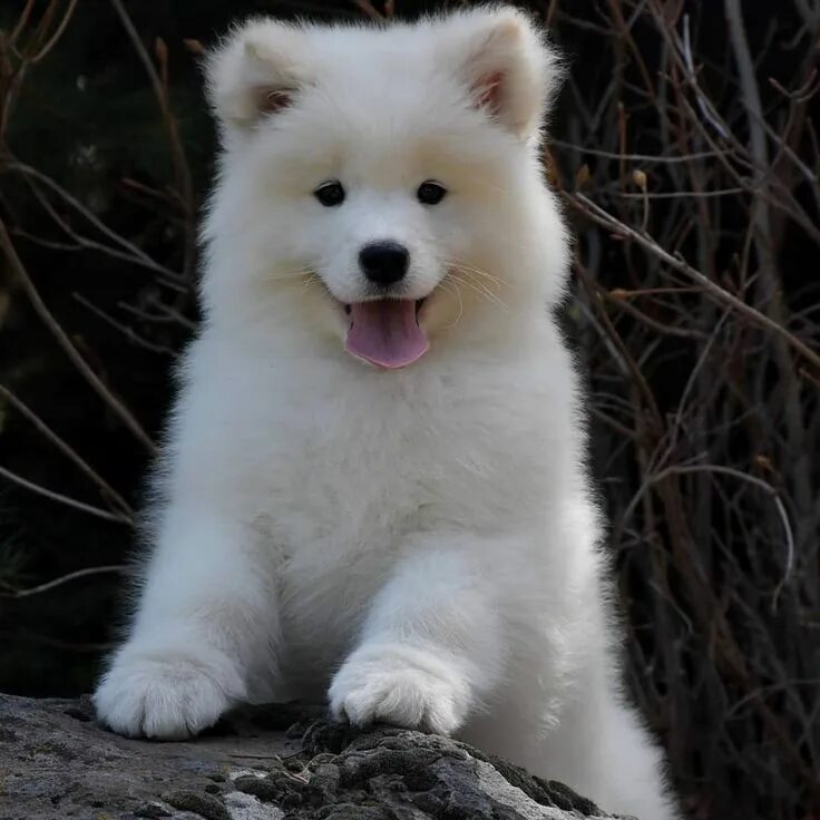 Порода собак самоед цена щенка фото Pin by Dora K. Torres on Samoyed Samoyed puppy, Cute dogs, Samoyed dogs