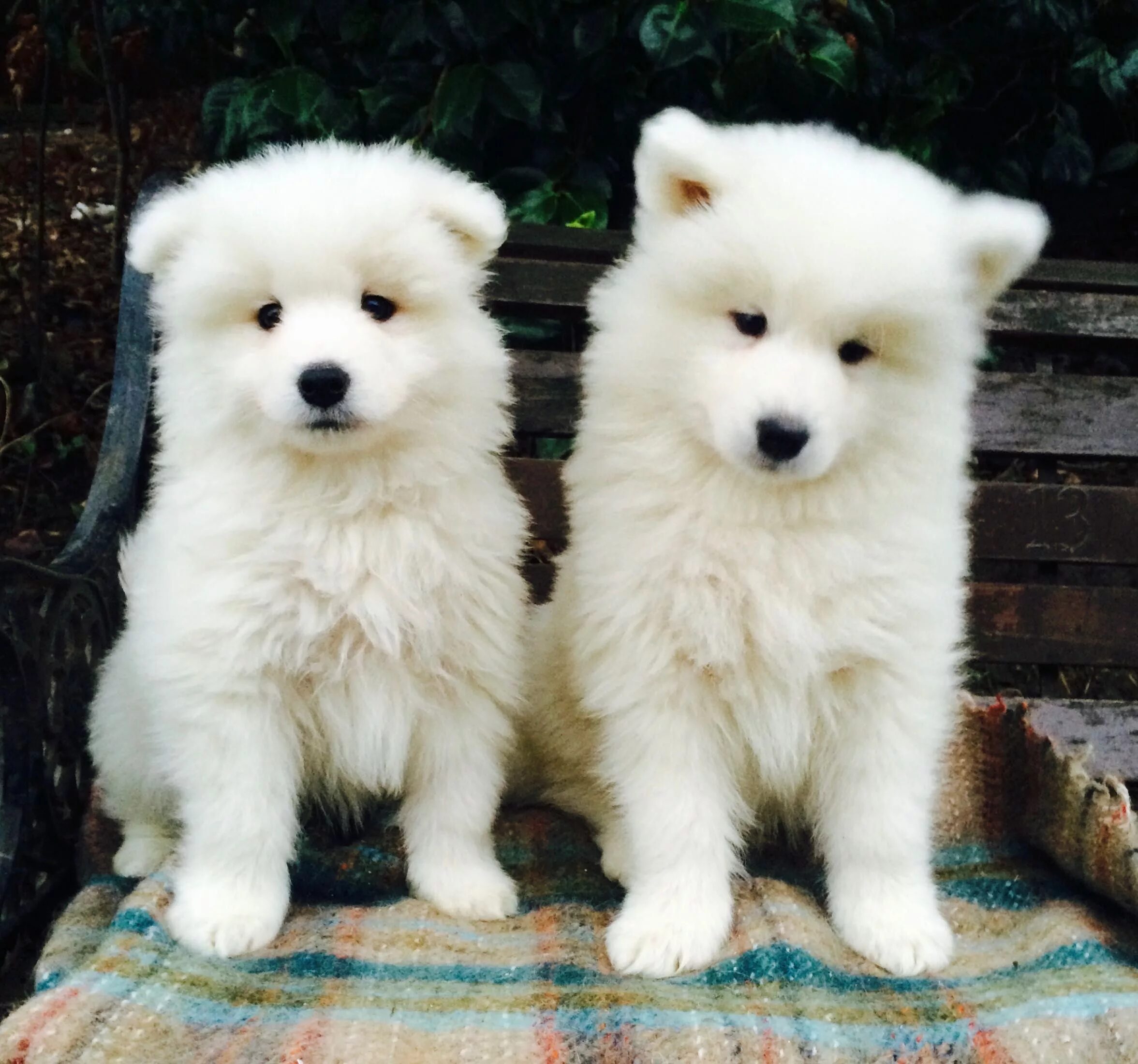 Порода собак самоед цена щенка фото Samoyed puppies for sale, Samoyed puppy, Cute dogs and puppies