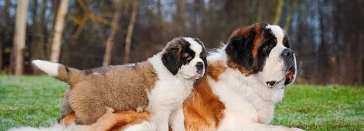 Порода собак сенбернар фото Saint Bernard Dog Breed Pictures St bernard dogs, Dog breeds pictures, Bernard d