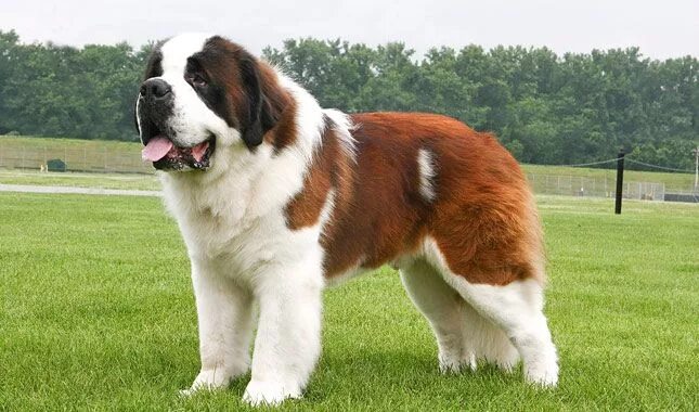 Saint Bernard Description, Characteristics, Temperament, Life Span, & Facts Brit