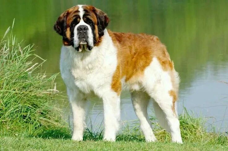 Порода собак сенбернар фото Le beau Vaillant... Quelle Merveille !!! Chien rottweiler, Chiens st bernard, Im