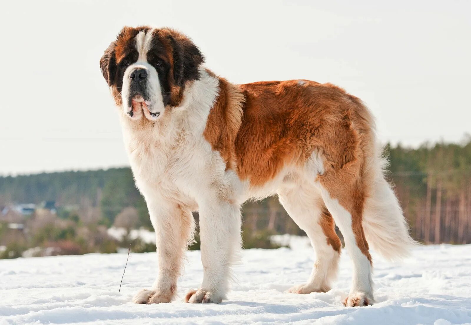 Порода собак сенбернар фото Saint Bernard Description, Characteristics, Temperament, Life Span, & Facts Brit