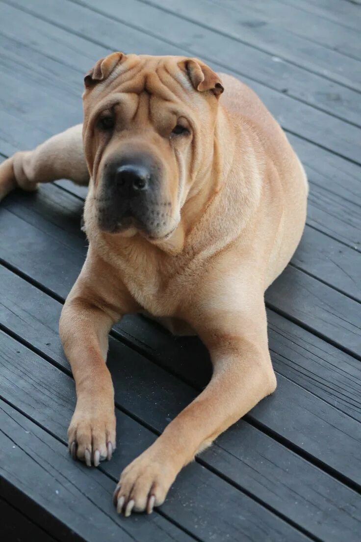 Порода собак шарпей фото Pin on Animals!! Shar pei, Dog friends, Shar pei dog