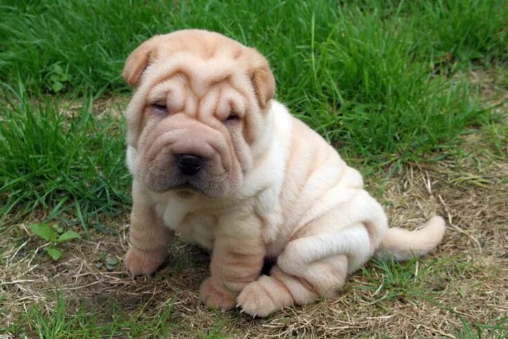 Порода собак шарпей фото Ultimate Guide About Walrus Dog Shar pei puppies, Shar pei dog, Puppies