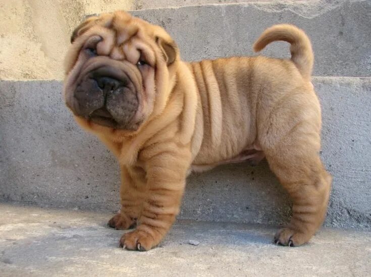 Порода собак шарпей фото Shar pei puppies, Shar pei dog, Cute puppies