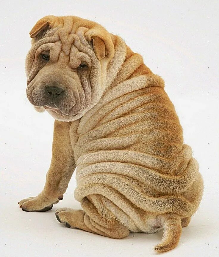 Порода собак шарпей фото Arrugas del Shar Pei_StevenKeough Wrinkly dog, Shar pei dog, Shar pei puppies