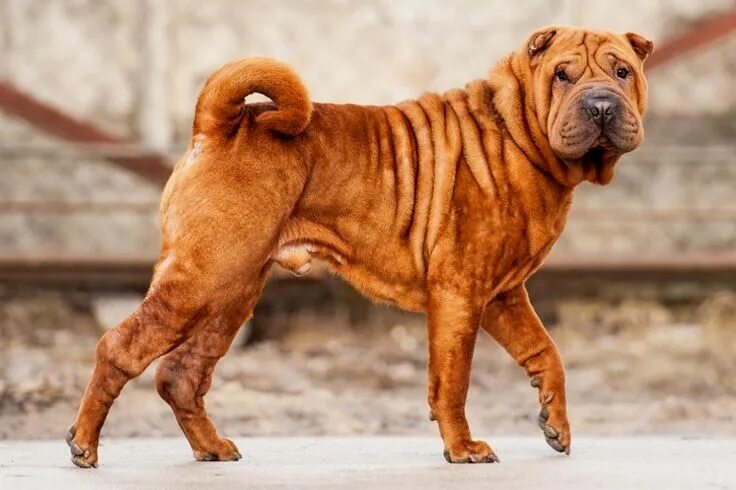 Порода собак шарпей фото Pin by dog_lover on Shar Pei Dogs, Shar pei, Animals