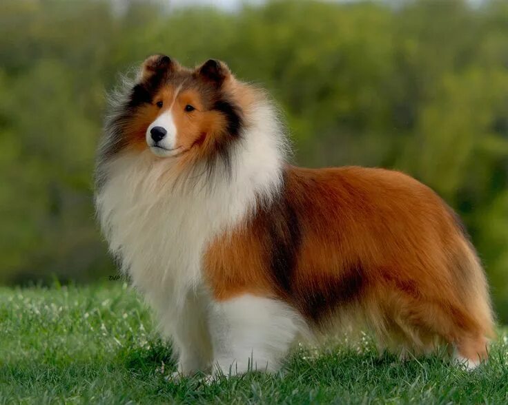 Порода собак шелти фото Shetland Sheepdog Dog breeds, Baby dogs, Shetland sheepdog puppies