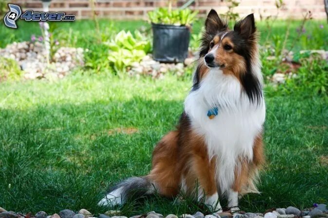 Порода собак шелти фото Pin on Dawg Daze Sheltie, Sheepdog, Shetland sheepdog