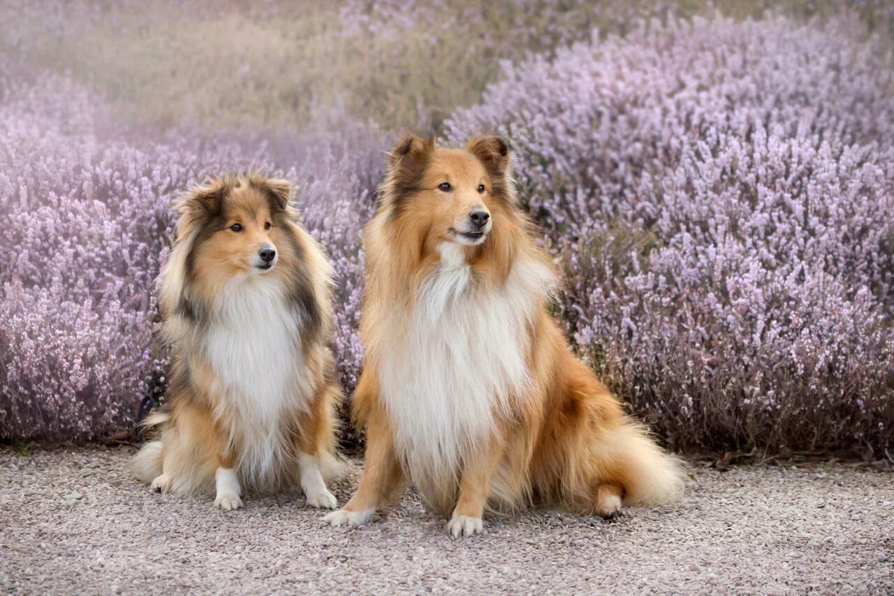 Shetland Sheepdog Dog Breed Facts, Highlights & Buying Advice Pets4Homes Shetlan