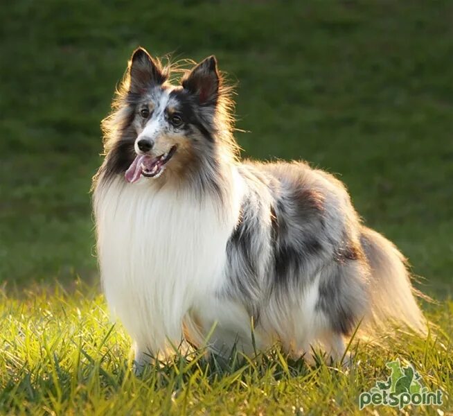 Порода собак шелти фото Шелти (Шетландская овчарка) / Shetland Sheepdog (Sheltie) - PetsPoint.ru