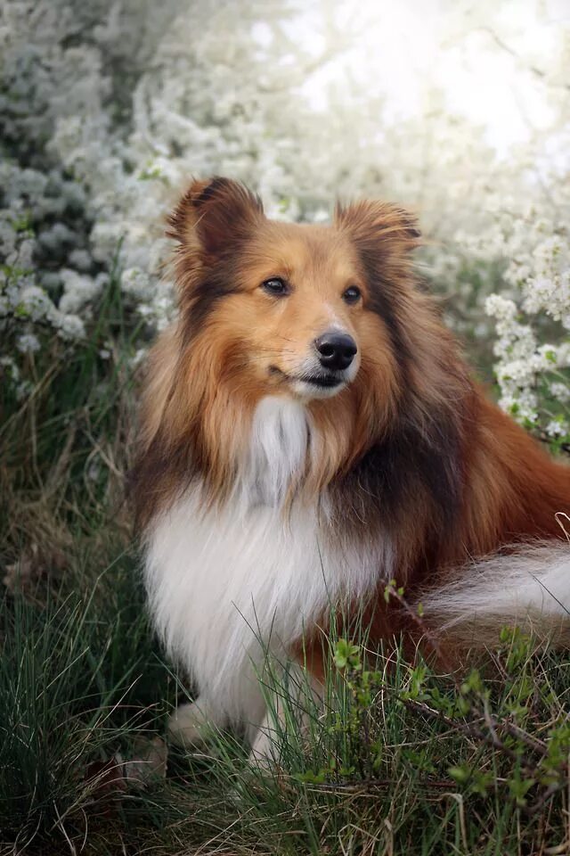 Порода собак шелти фото Pin on sheltie Shetland sheepdog, Sheepdog, Sheltie dogs