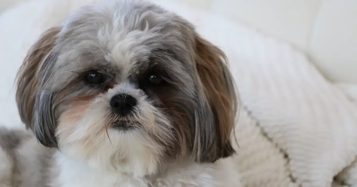 Порода собак ши тцу фото Shih Tzu Temperament - What Is So Special About These Dogs? World Dog Finder