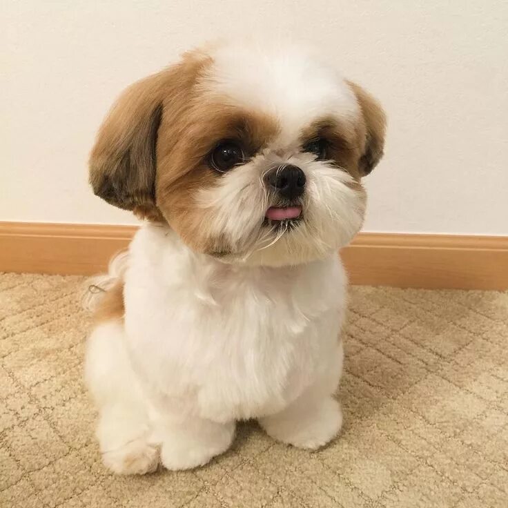 Порода собак ши тцу фото Instagram photo by hachi ♡ * May 28, 2016 at 3:43pm UTC Shih tzu puppy, Shih tzu