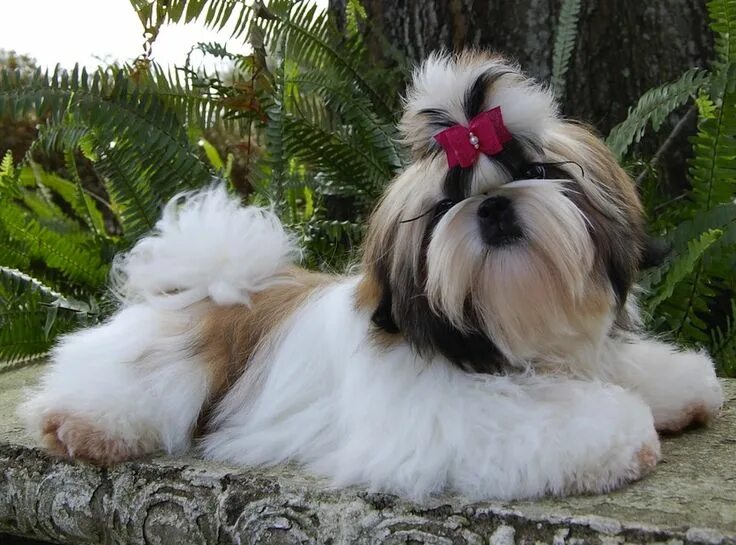 Порода собак ши тцу фото Shih Tzu Dog Breed Information Shih tzu puppy, Shih tzu, Shih tzu dog