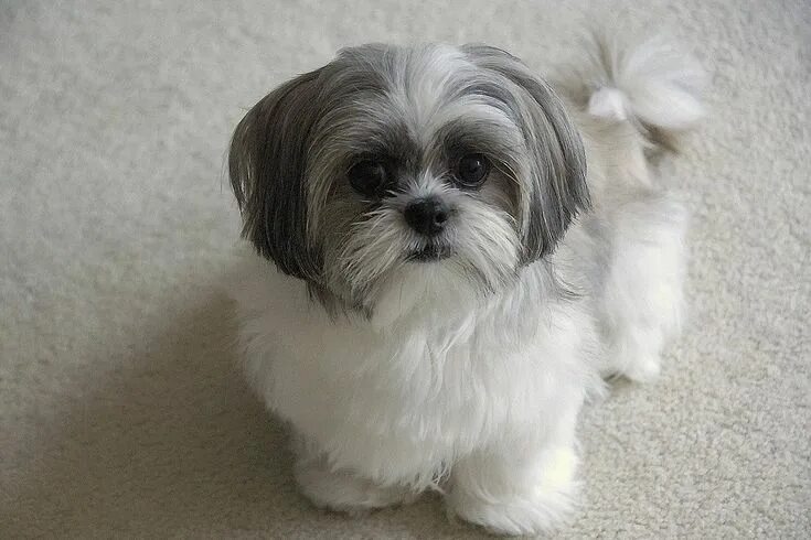 Порода собак ши тцу фото цена shih tzu - Google Search Shih tzu puppy, Shih tzu haircuts, Shih tzu dog