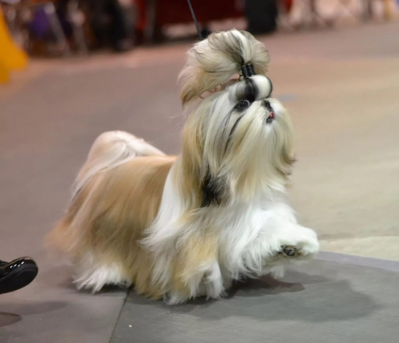 Порода собак ши тцу фото цена Shih Tzu Show Preparation Shih tzu dog, Shitzu dogs, Shih tzu puppy