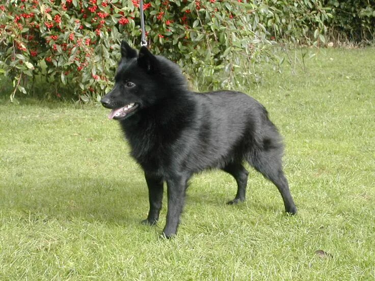 Порода собак шипперке фото Schipperke Schipperke dog, Smartest dog breeds, Dog breeds