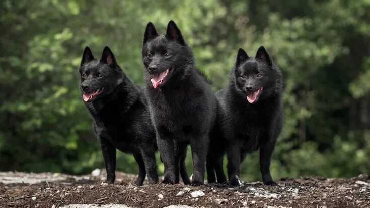 Порода собак шипперке фото The Dog Breed That Lives The Longest - Grunge in 2024 Schipperke dog, Dog breeds